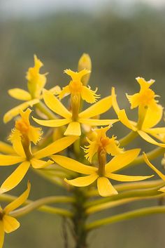 the yellow flowers are blooming on the plant in front of the blurry background