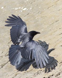 a black bird with its wings spread on the ground