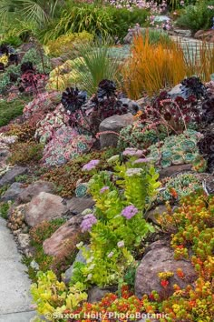 a garden filled with lots of different types of flowers and plants on top of rocks