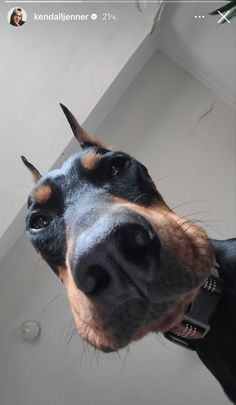 a black and brown dog looking up at the camera