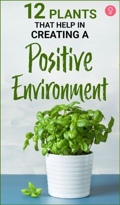 a potted plant with the words 12 plants that help in creating a positive environment