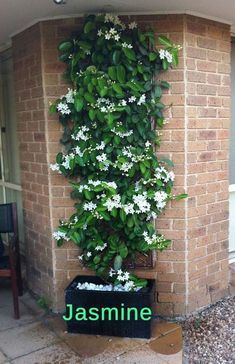 a brick building with white flowers growing on it's side and the words jasmine written below