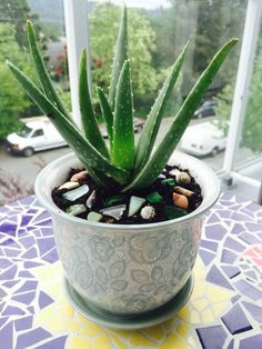 a small potted plant sitting on top of a table next to a glass window