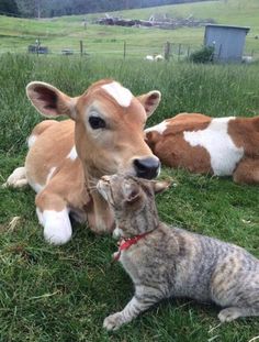 a cat sitting next to a cow on top of a grass covered field with other cows in the background