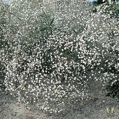 a bush with white flowers in the dirt