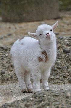 a small white goat standing on top of a rock covered ground and looking up at the camera