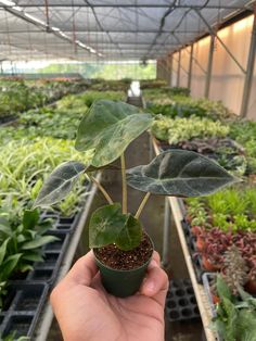 a person holding up a potted plant in a greenhouse