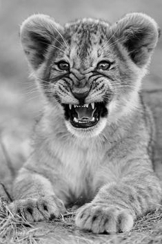 a baby lion is laying on the ground with its mouth open and it's teeth showing