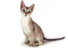 a white and grey cat sitting on top of a white floor