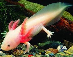 a white and pink fish with red tail swimming in an aquarium filled with rocks, plants and gravel