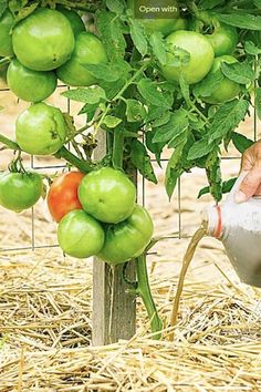 a person pouring water into a plant with green tomatoes on the vine in the background