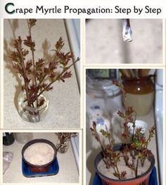 four pictures show different stages of growing plants in a vase, and then the process is finished