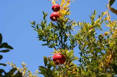 two pomegranates on the top of a tree against a blue sky