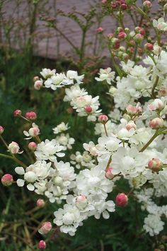 some white and pink flowers in the grass