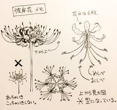 some type of flower drawing on paper with chinese writing in english and japanese characters below it