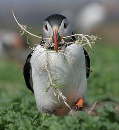 a black and white bird with an orange beak is standing in the grass eating leaves