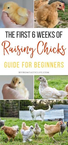 the first 6 weeks of raising chickens guide for beginners