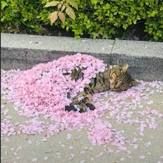 a cat laying on the ground with pink petals