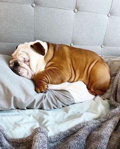 a brown and white dog sleeping on top of a bed