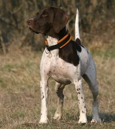 a brown and white dog standing on top of a grass covered field