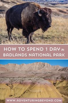 bison in badlands national park with text overlay reading how to spend 1 day in badlands national park