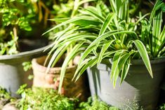 several potted plants are sitting in the sun