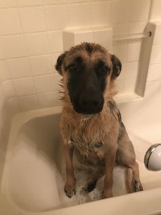 a dog sitting in a bathtub with water on it