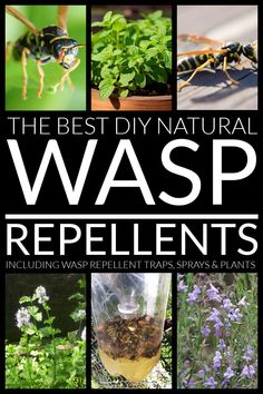 the best diy natural wasp repellents