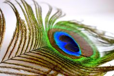 a peacock's tail with blue and green feathers spread out on a white surface