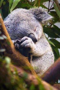 a koala sleeping on a tree branch surrounded by flowers and daisies with the caption virt