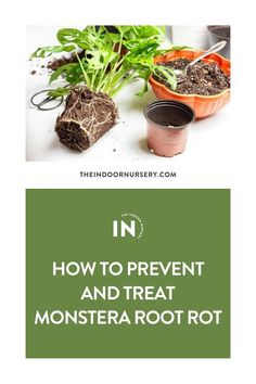 the words how to prevent and treat monster root rott in front of some potted plants