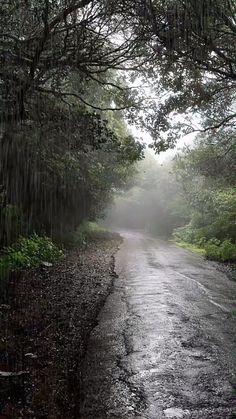 an empty road in the rain surrounded by trees