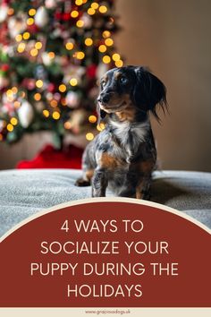 a small dog sitting in front of a christmas tree with the words 4 ways to socialize your puppy during the holidays