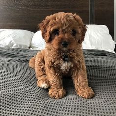 a small brown dog sitting on top of a bed