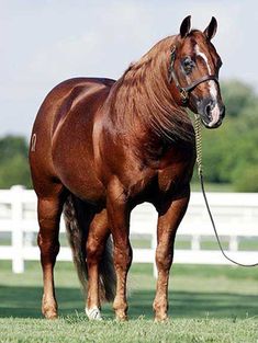 a brown horse standing on top of a lush green field