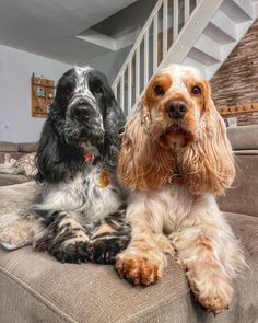 two dogs are sitting on a couch in front of the stair case and staircase behind them