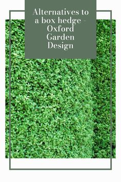 a box hedge garden design with the title alternatives to a box hedge oxford garden design