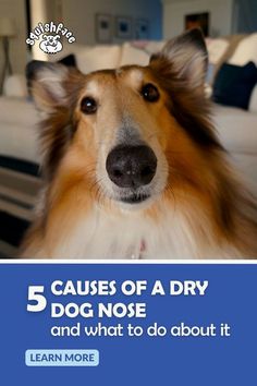 a dog with the words 5 cause of a dry dog nose and what to do about it