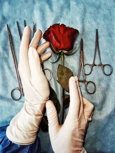 a person with gloves on their hands holding scissors and a rose