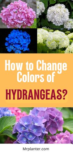 How to Change Color of Hydrangeas Hydrangea Color Change, Flowers In Garden, Hydrangea Serrata, Types Of Hydrangeas, Hydrangea Shrub, Bigleaf Hydrangea, Hydrangea Bloom, Grow Flowers, Hydrangea Arrangements