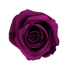 a purple rose is shown on a white background