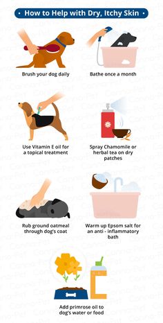 an info sheet describing how to wash your dog's body and itchy skin