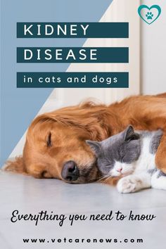 Dog health | Cat health: Kidney disease is actually a relatively common health problem, especially in senior dogs and cats. Here is everything you need to know about the signs, diagnosis and therapy. #petcare #pethealthtips #dogcare #doghealth #catcare #catheatlth #vetcarenews Cat Health Problems, Cat Talk, Cats Pet, Cat Health, Dog And Cat, Senior Dog, Cats And Dogs