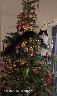 a black and white cat sitting on top of a christmas tree