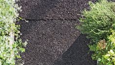 several different types of plants growing on the ground in an area with dirt and grass