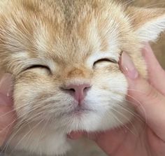 an orange and white cat is being held up to its face by someone's hands