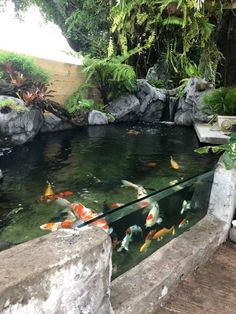 there are many fish swimming in the pond