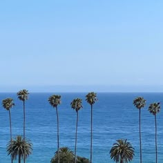 a row of palm trees next to the ocean