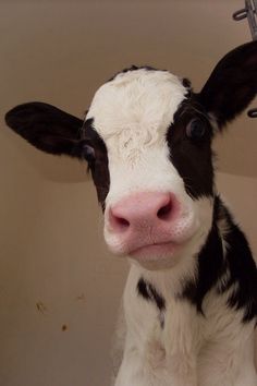 a black and white cow standing in a bathtub with it's head turned to the side