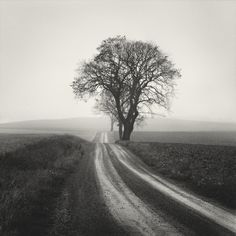 a black and white photo of a dirt road with a tree on the far side